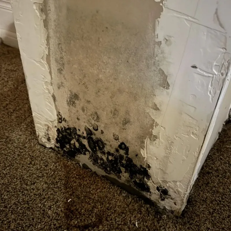 Professional Mold Removal in Bayboro, NC